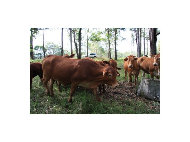 Wilsons Pocket QLD 4570