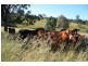 Chatsworth QLD 4570