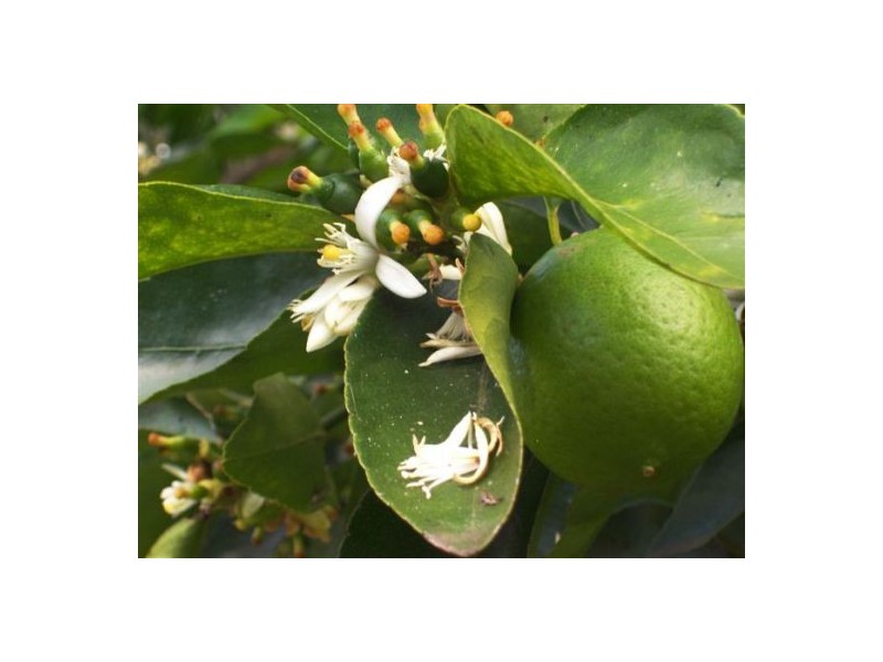 372 Kandanga Amamoor Road, Amamoor QLD 4570