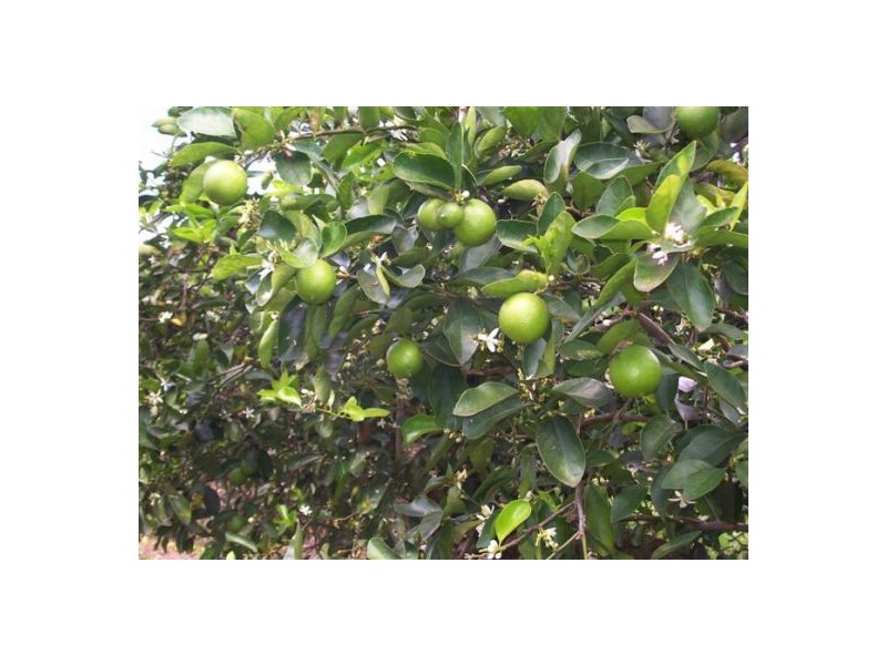 372 Kandanga Amamoor Road, Amamoor QLD 4570