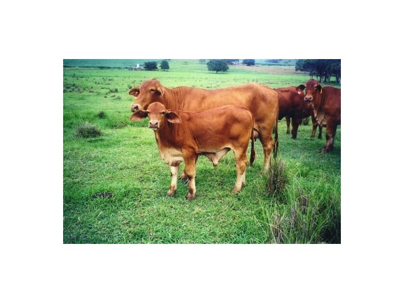 Kia Ora QLD 4570