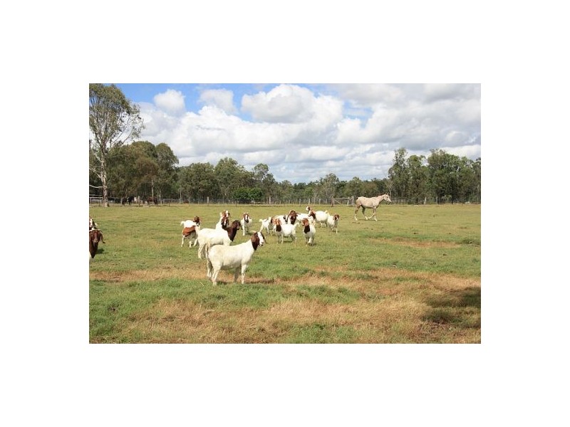 Scotchy Pocket QLD 4570