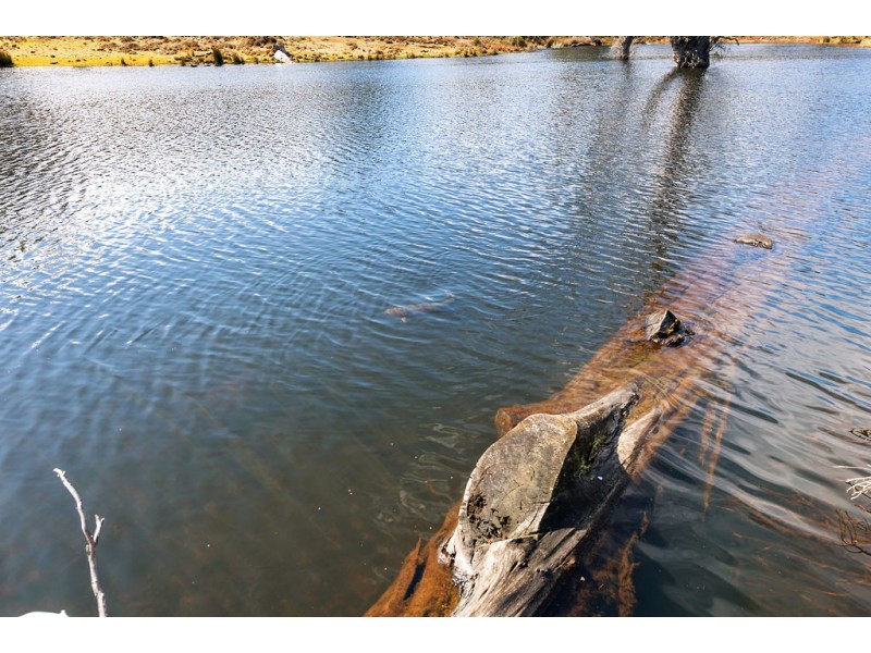 2369 Cradle Mountain Road, Moina TAS 7310