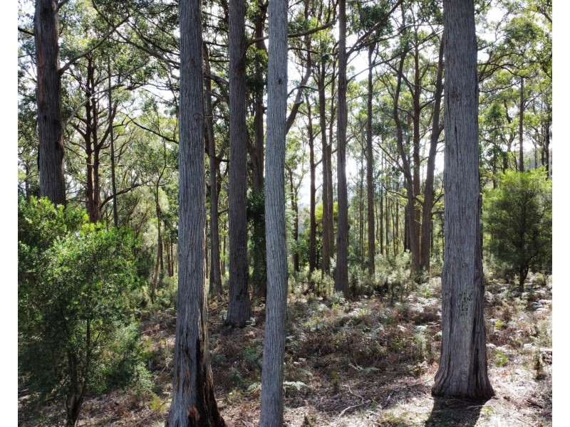 18 Prout Street, Elizabeth Town TAS 7304