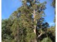 968 Ironcliffe Road, Penguin TAS 7316