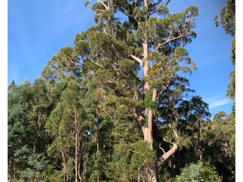968 Ironcliffe Road, Penguin TAS 7316