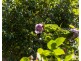 3 Curtis Place, Ambleside TAS 7310
