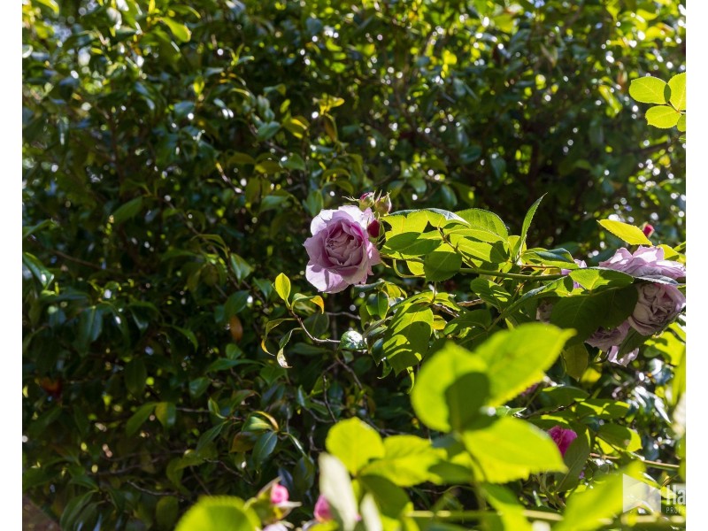 3 Curtis Place, Ambleside TAS 7310