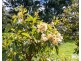 498 Sunnyside Road, Sunnyside TAS 7305