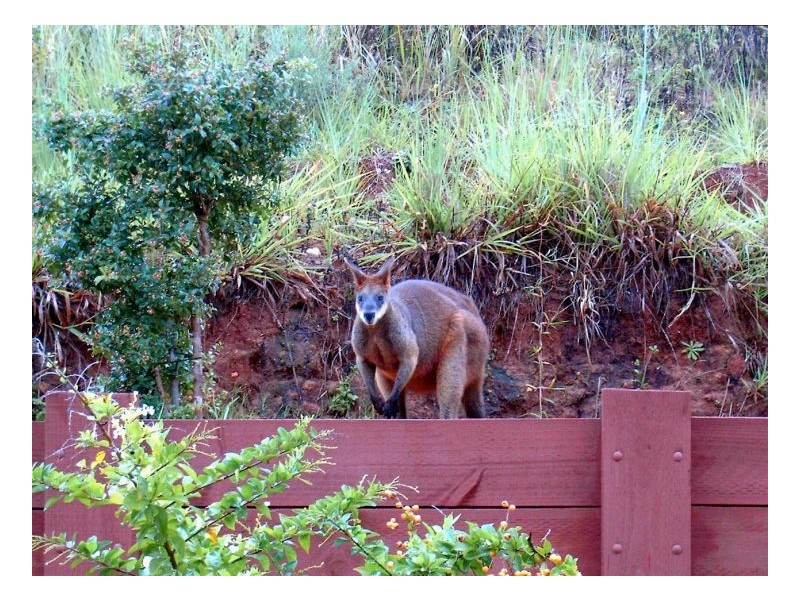 42 Kinchela Avenue, Boambee East NSW 2452