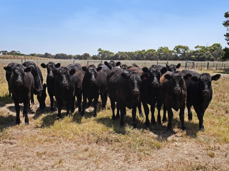 10 Black Rock Road, Connewarre VIC 3227