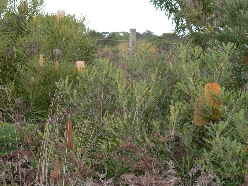 45 Sproules Road, Wallington VIC 3221