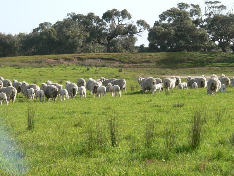 45 Sproules Road, Wallington VIC 3221