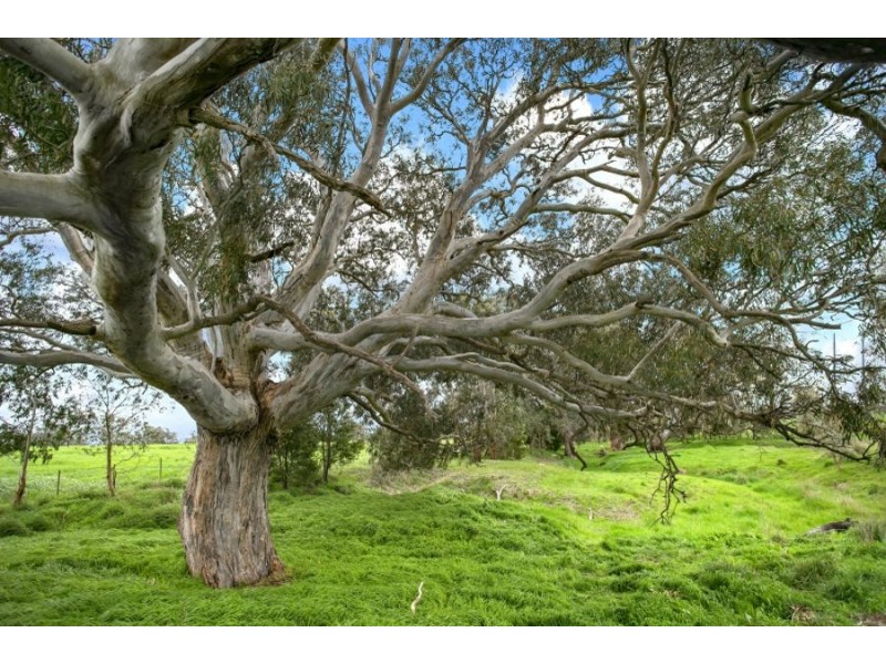 2910 Cape Otway Road, Winchelsea VIC 3241