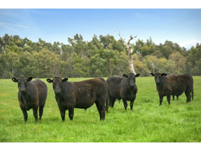 2910 Cape Otway Road, Winchelsea VIC 3241