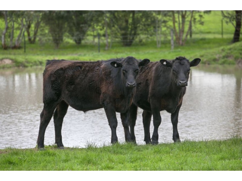 2910 Cape Otway Road, Winchelsea VIC 3241