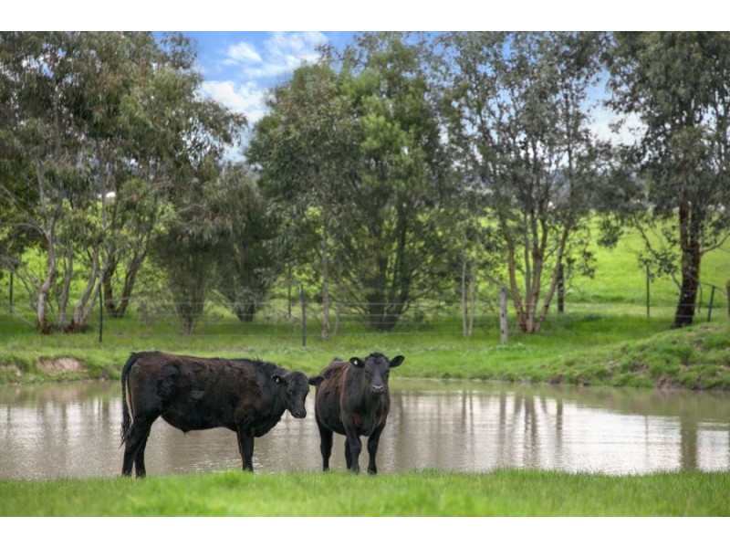 2910 Cape Otway Road, Winchelsea VIC 3241