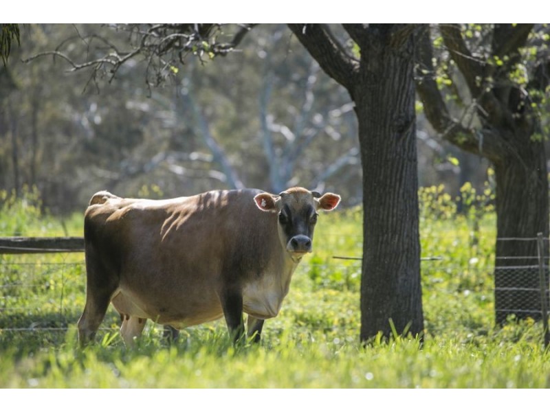 45 Dog Rocks Road, Batesford VIC 3221