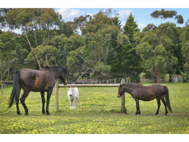 455 Murradoc Road, Drysdale VIC 3222
