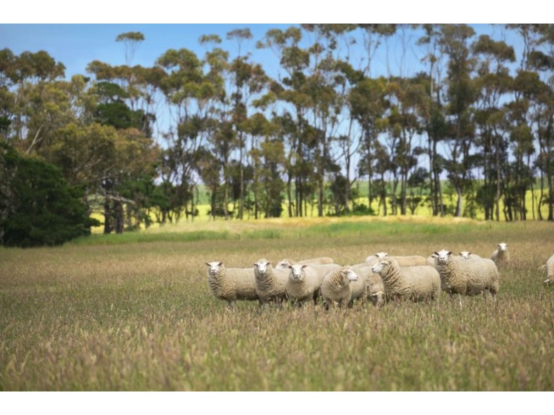 335 Mt. Pollock Road, Buckley VIC 3240