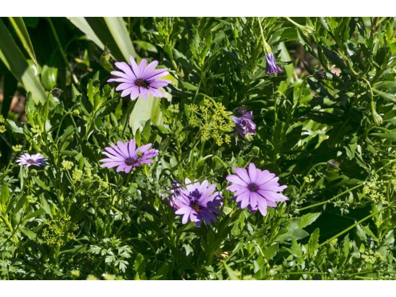 10 Connies Lane, Modewarre VIC 3240