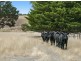 395 Mathisons Road, Winchelsea VIC 3241