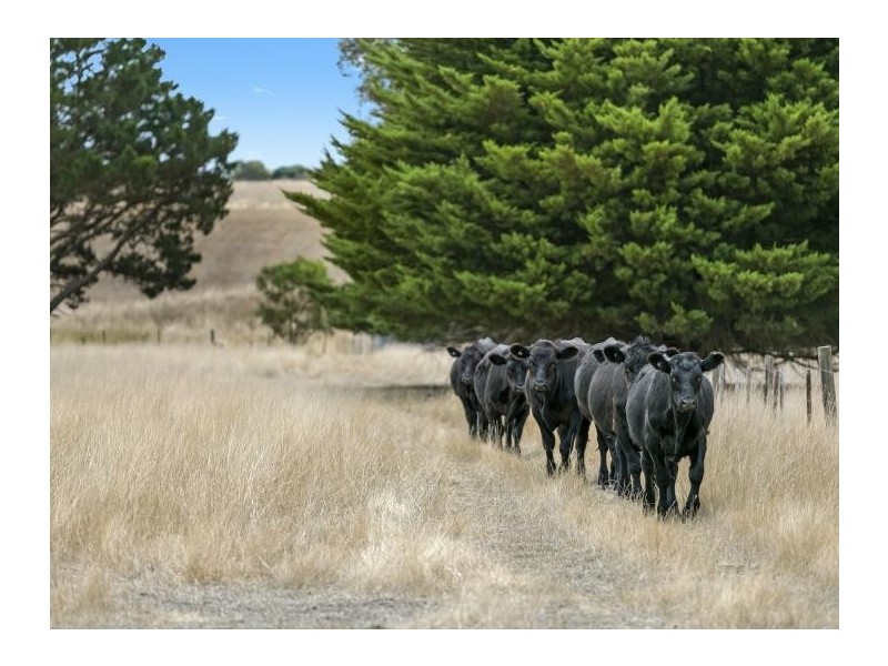 395 Mathisons Road, Winchelsea VIC 3241