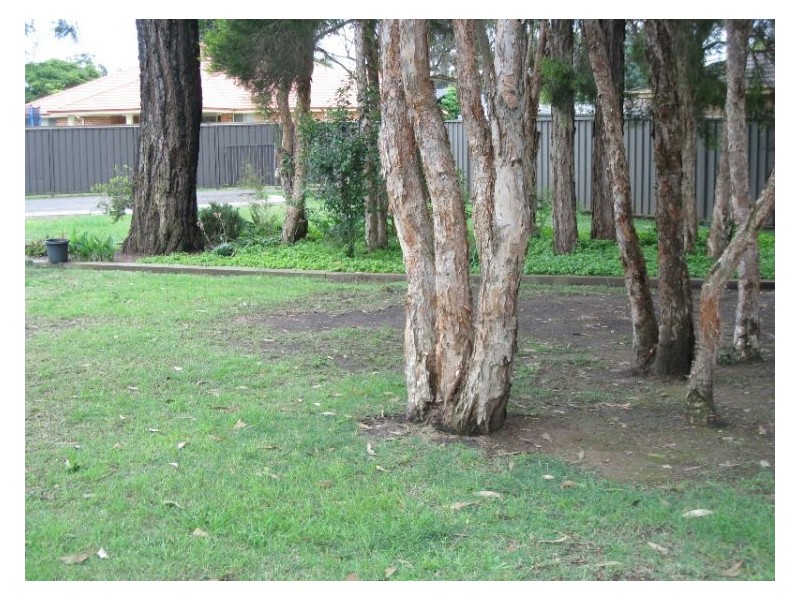 6 Bateman Place, Bligh Park NSW 2756