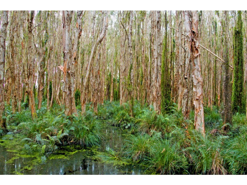 29 Buckleys Road, Tyagarah NSW 2481