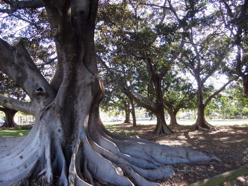 10/80 Thistle Street, Gordon Park QLD 4031