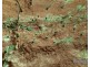 MC5105/5106 Bedford Hill, Rubyvale QLD 4702