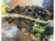 MC300018 Cobblestone Lane, Sapphire QLD 4702