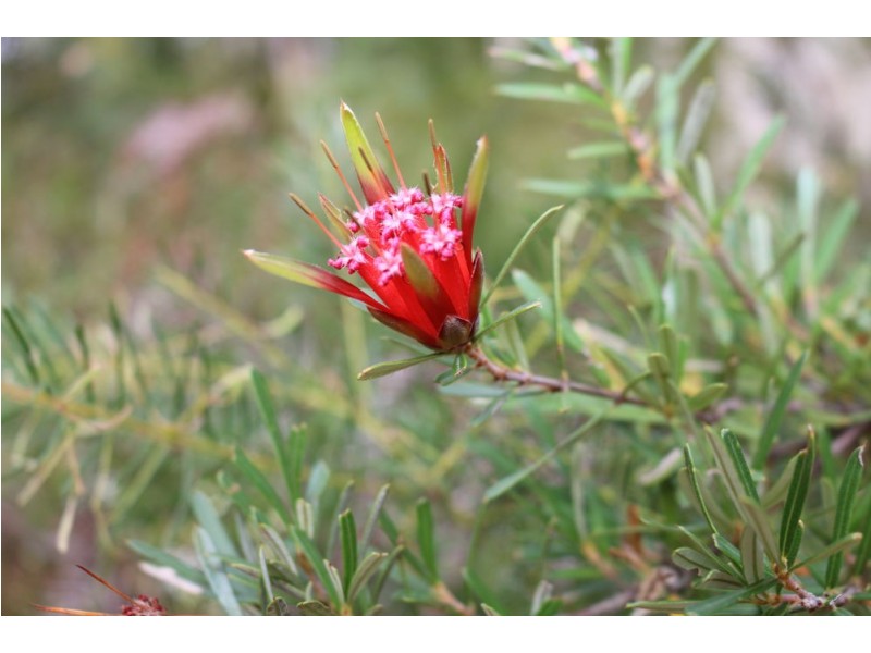 43 Walkers Ridge Road, Kulnura NSW 2250