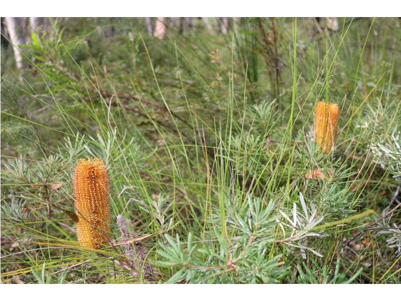 43 Walkers Ridge Road, Kulnura NSW 2250