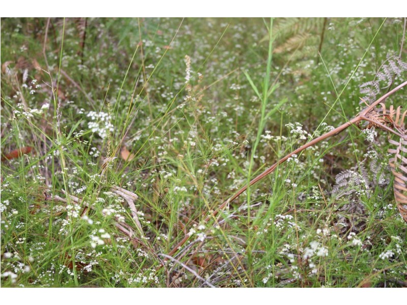 43 Walkers Ridge Road, Kulnura NSW 2250