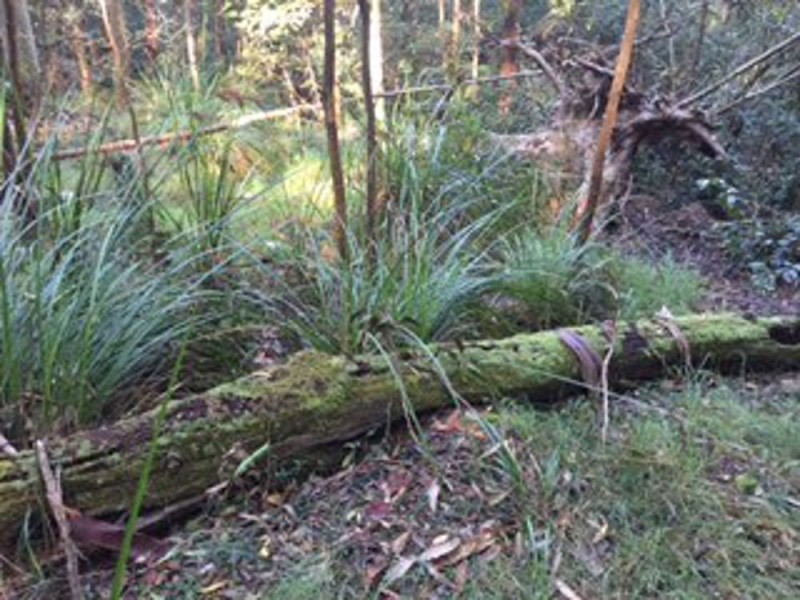 111 Schofield Road, Wyee NSW 2259