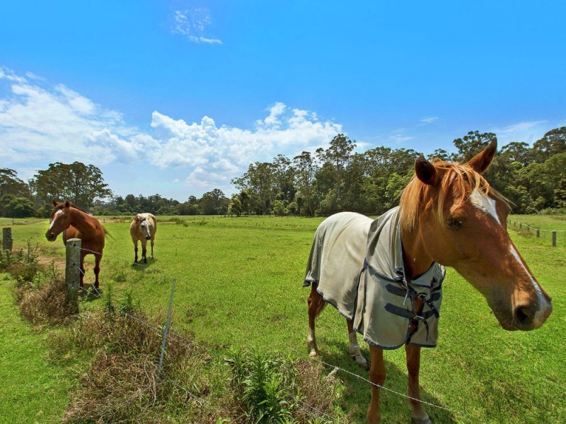 105 Yarramalong Road, Wyong Creek NSW 2259