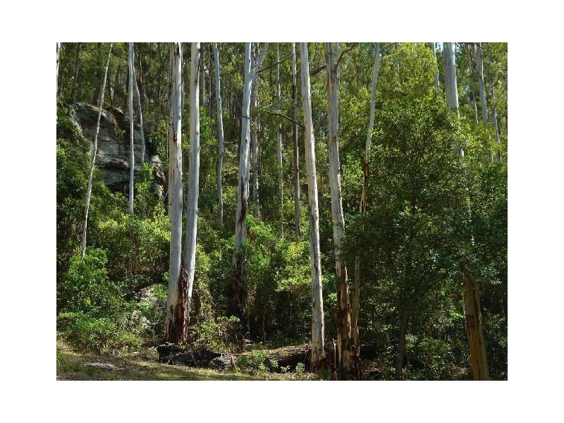 Cedar Brush Creek NSW 2259