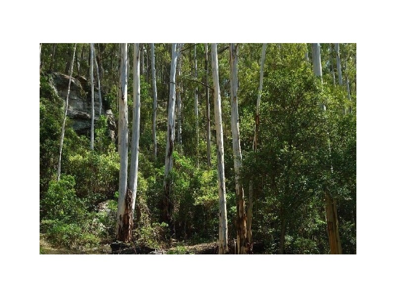 650 Brush Creek Road, Yarramalong NSW 2259