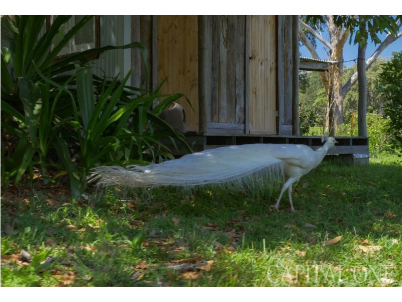 142 & 186 A Bell Road, Mangrove Mountain NSW 2250