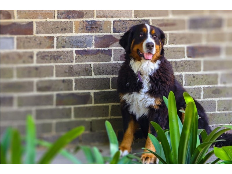 16 Forest Road, Kulnura NSW 2250