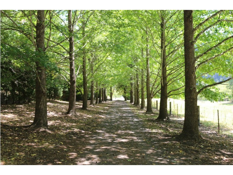 547 Brush Creek Road, Cedar Brush Creek NSW 2259