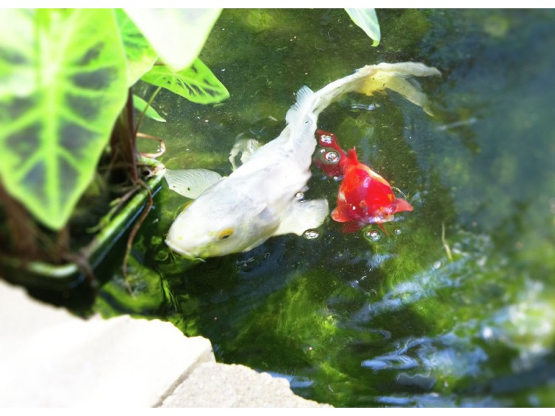 7 Cochrane Avenue, Canton Beach NSW 2263