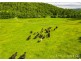 227 Brush Creek Road, Cedar Brush Creek NSW 2259