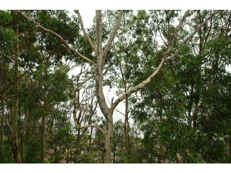 142 Tuggerawong Road, Wyongah NSW 2259