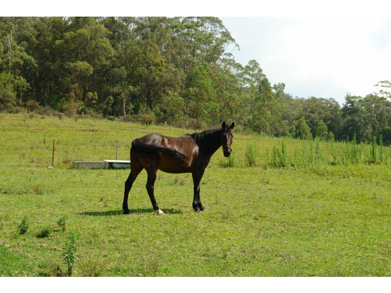 940 Yarramalong Road, Wyong Creek NSW 2259