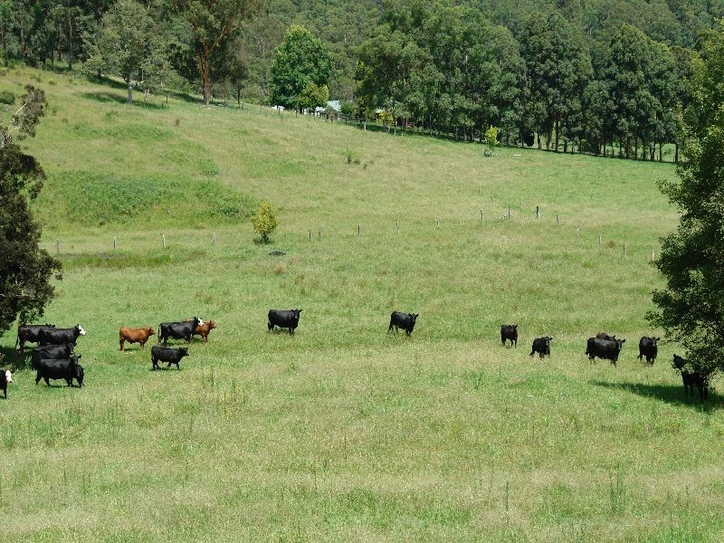 Yarramalong NSW 2259