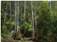 Cedar Brush Creek NSW 2259