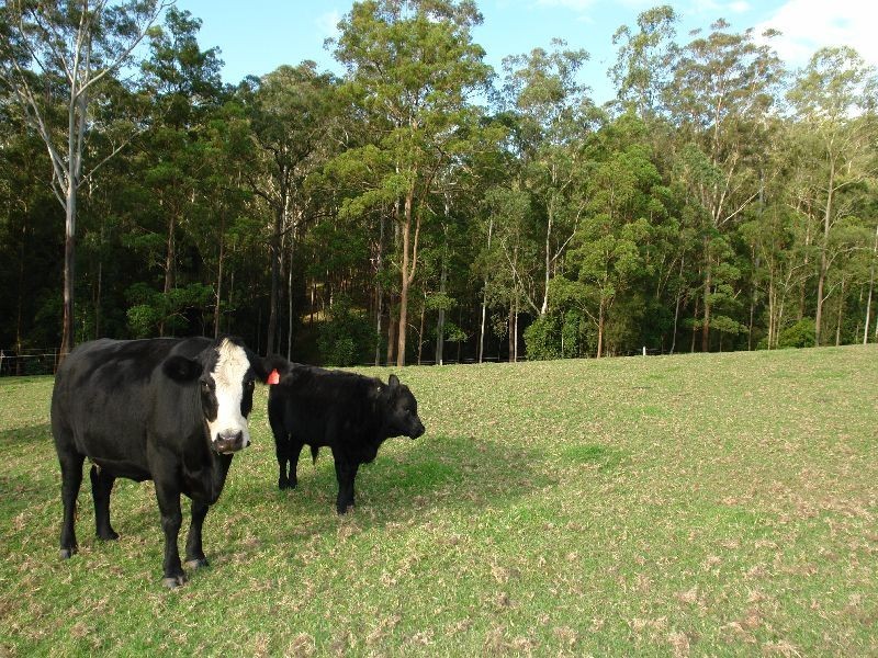 79  Pringles Road, Martinsville NSW 2265