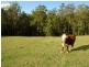 79  Pringles Road, Martinsville NSW 2265